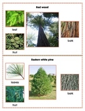 Popular North American Trees Montessori Three Part Cards (