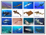 Popular Sharks: Mini Matching and Vocabulary Enrichment  Cards