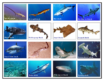 Preview of Popular Sharks: Mini Matching and Vocabulary Enrichment  Cards