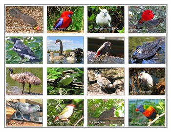 Preview of Popular  birds  of Australia: Mini Matching Cards