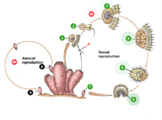 Porifera Virtual Dissection (Thinglink)