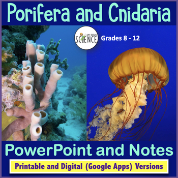 Preview of Phylum Porifera and Phylum Cnidaria Powerpoint