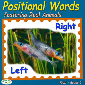 Preview of Positional Words