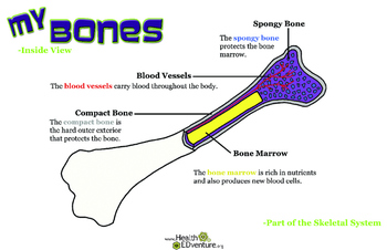 Poster: My Bones - Inside View by Health EDventure | TpT