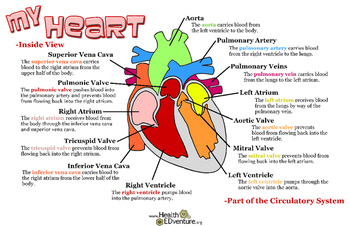 Poster: How the Heart Works by Health EDventure | TpT