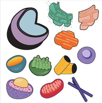 Preview of Poster Organelle Assets *INDIVIDUAL* for Homework & Test Creation