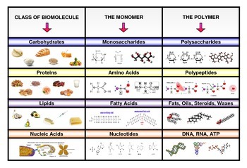 Poster categorizing four main types of biomolecules (with monomers and