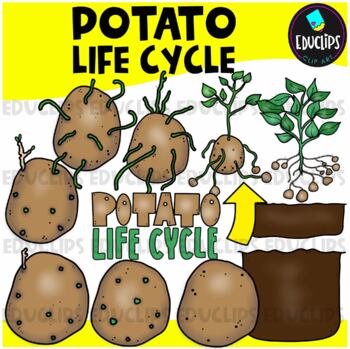 Potato Life Cycle Clip Art Set Educlips Clipart By Educlips Tpt
