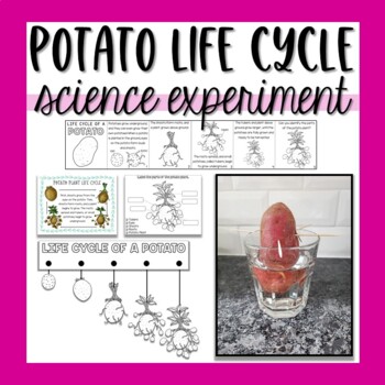 Preview of Potato Plant Experiment - Observing Plant Growth & Plant Life Cycles