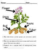 Potato Plant Part(s) Worksheet