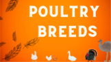 Poultry Breeds Slides with Common Terminology