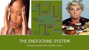 Preview of Power Point Presentation: The Endocrine System
