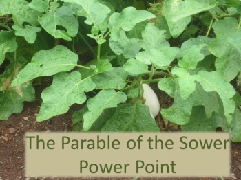 Preview of Power point: Plants and the Parable of the Sower (science)