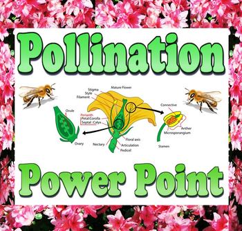 Preview of Power point: Pollination