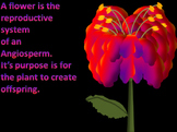 PowerPoint: From Flower to Fruit