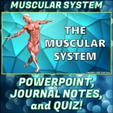 PowerPoint: Muscular System PP Pack