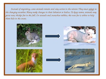 Animals in Winter: What Do Animals do in the Winter PowerPoint by kathy