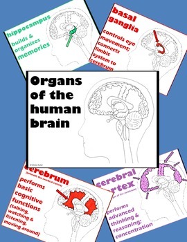 Preview of Psychology or Anatomy - PowerPoint - Organs of the Brain
