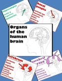 Psychology or Anatomy - PowerPoint - Organs of the Brain