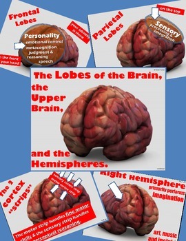 Preview of Psychology or Anatomy - PowerPoint - The Lobes of the Brain