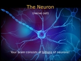 Psychology or Anatomy - PowerPoint - The Neuron