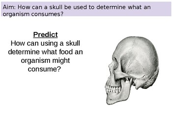 Preview of PowerPoint using skulls to determine feeding type