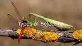 Powerpoint Presentation "Types of Selection"