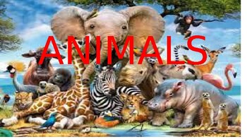 Preview of Powerpoint presentation Animals