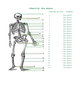 Preview of Practice Excel Self checking sheet to learn the bones