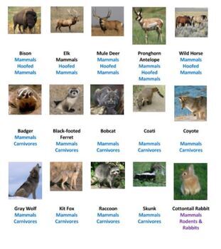 Prairie Animals Scavenger Hunt by Ah - Ha Lessons | TPT