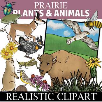 Preview of Prairie Clipart - Plants and Animals of the Prairie