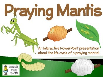Preview of Praying Mantis ~ An Interactive PowerPoint Presentation of their Life Cycle
