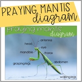 Praying Mantis Diagram {Freebie}
