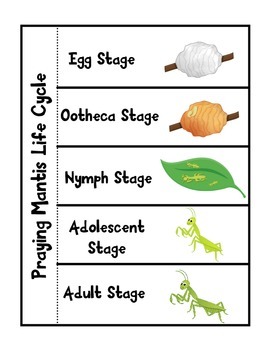 praying mantis life cycle diagram for kids