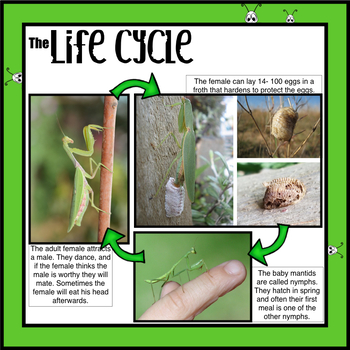 Praying Mantis: Life Cycle: STEM Unit: Distance Learning by Eyes to Me