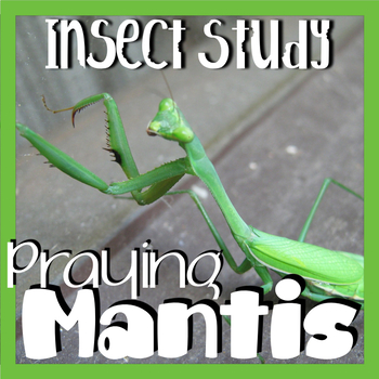 Preview of Praying Mantis: Life Cycle: STEM Unit: Distance Learning