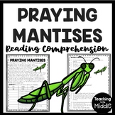 Praying Mantises Informational Text Reading Comprehension 
