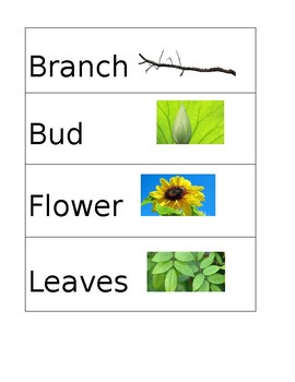 Preview of Pre-K Plant Unit Vocabulary Words