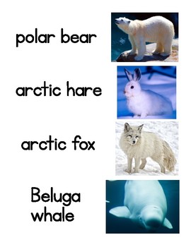 Arctic Animals Word Wall - Words First by Crowley's Creations | TpT