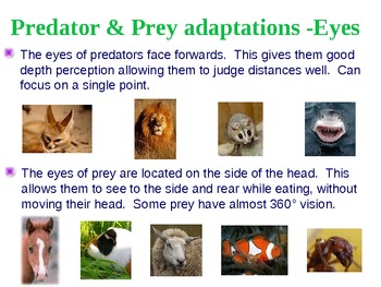 predator eyes vs prey eyes human