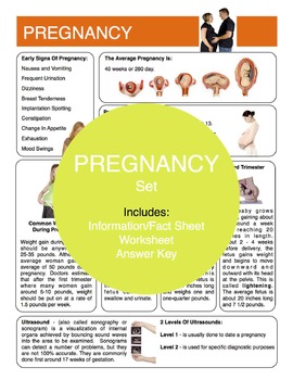 Preview of Pregnancy Content Sheet, Worksheet And Answer Key