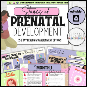 Preview of Pregnancy & Fetal Development: Lesson & Assignments