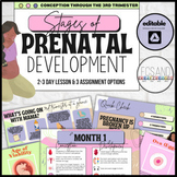 Pregnancy & Fetal Development: Lesson & Assignments