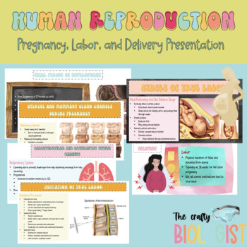 Preview of Pregnancy Labor & Delivery Presentation for HS: Anatomy & Physiology Focus