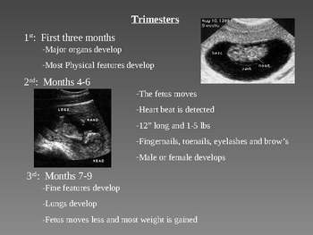 Preview of Pregnancy Powerpoint 2 Trimesters
