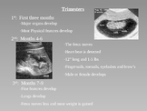 Pregnancy Powerpoint 2 Trimesters