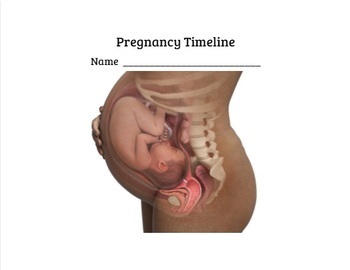 Preview of Pregnancy Timeline