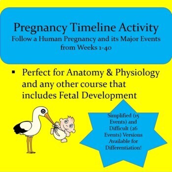 Preview of Pregnancy Timeline Activity (Differentiated and Distance Learning Compatible)