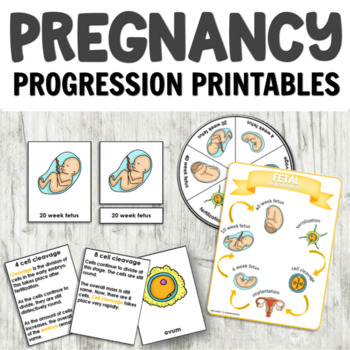 Preview of Pregnancy and Fetus Development for Kindergarten: 3 Part Cards, Spinner, & More!