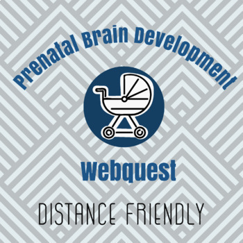 Preview of Prenatal Brain Development Webquest